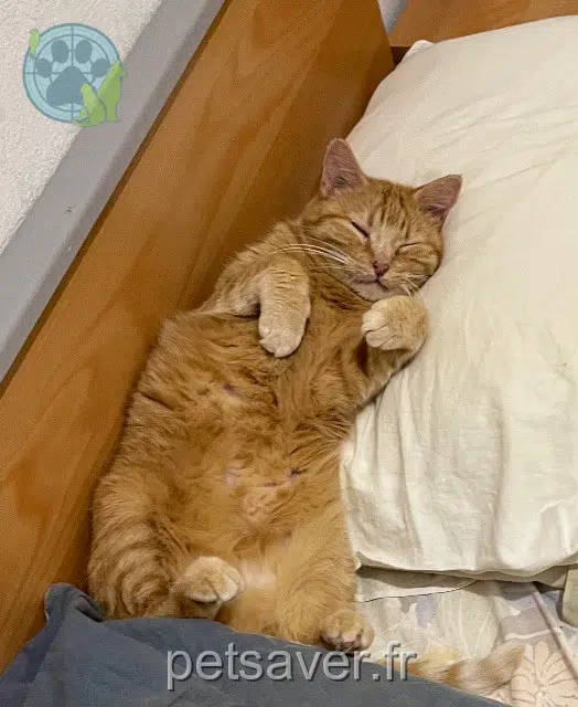 chatte lost 49330 Les Hauts-d'Anjou Cookie