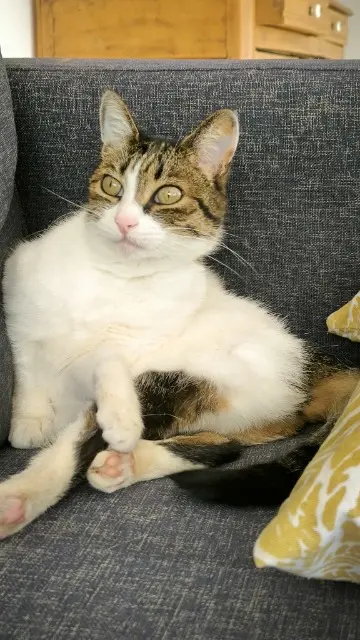 chatte lost   49800 Trélazé Lily