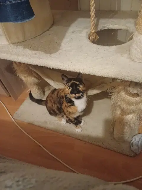 chatte lost     Lixie