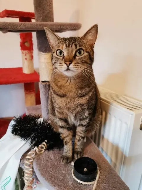 chatte lost   49630 Loire-Authion Joha