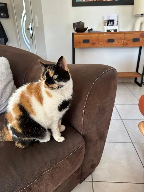 chatte lost   49630 Loire-Authion Plumy