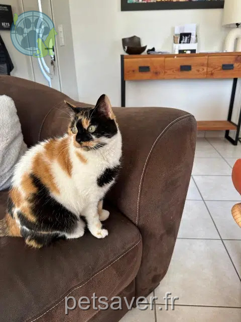 kat vermist 49630 Loire-Authion Plumy kat lost 49630 Loire-Authion Plumy