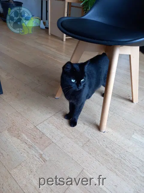 chatte lost    Lys-Haut-Layon Coco