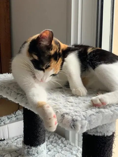 chatte lost    Lys-Haut-Layon Ulysse