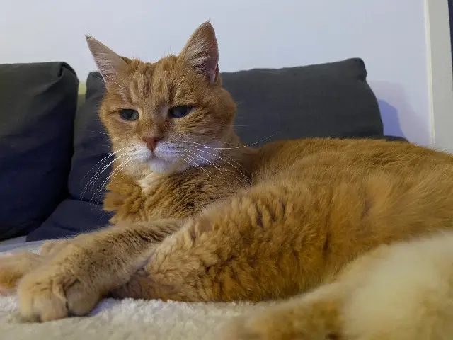 chatte lost   49240 Avrillé Matouta