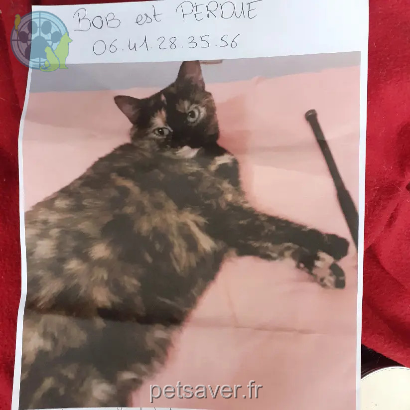Chatte Perdue 49 Maine-et-Loire Mauges-sur-Loire - Bob Chatte Perdue 49 Maine-et-Loire Mauges-sur-Loire - Bob
