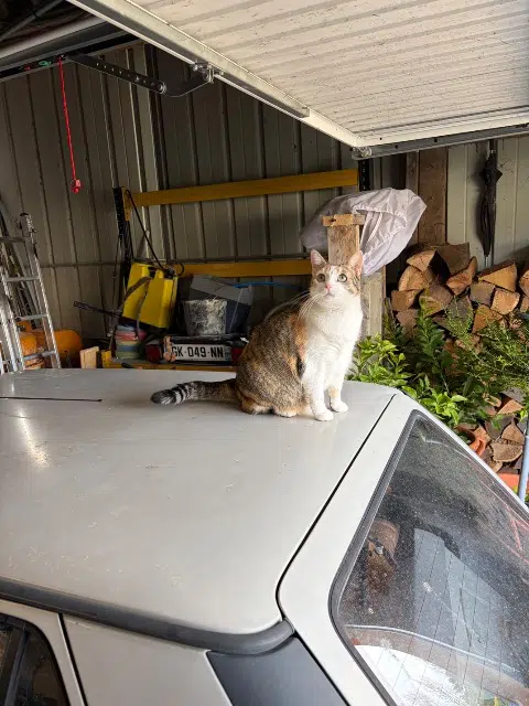 chatte lost   49630 Mazé-Milon Prune