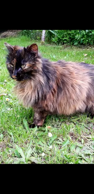 chatte lost   49300 Cholet Meli