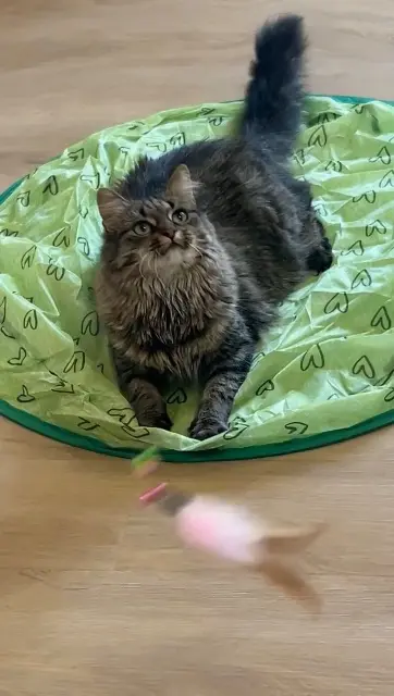chatte lost   49400 Saumur Mimi