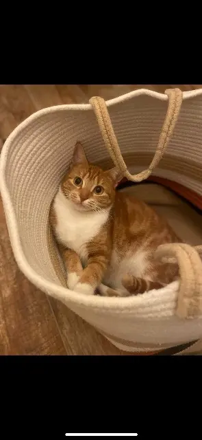 chatte lost   49400 Saumur Minette