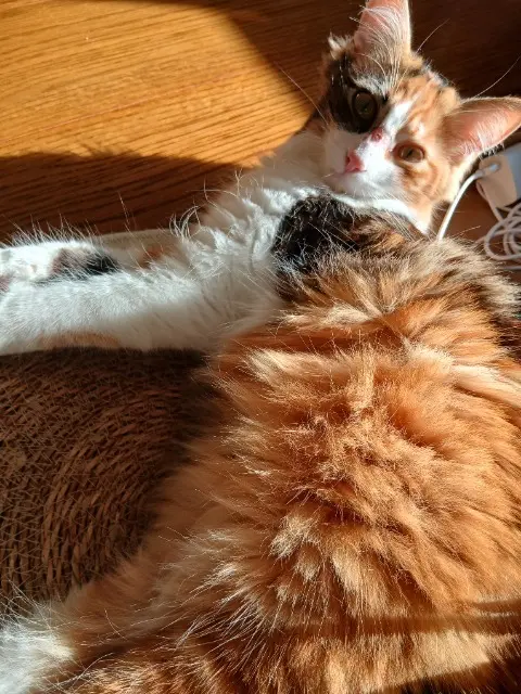 chatte lost   49260 Saint-Macaire-du-Bois Miska