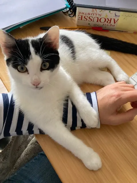 chatte lost    Erdre-en-Anjou Mistinguette