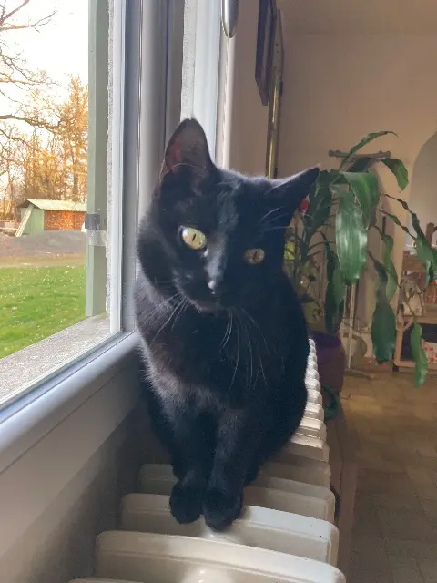 chatte lost   49110 Montrevault-sur-Èvre Mimine