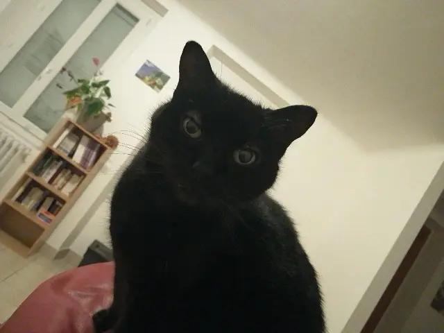 chatte lost   49110 Montrevault-sur-Èvre Minette