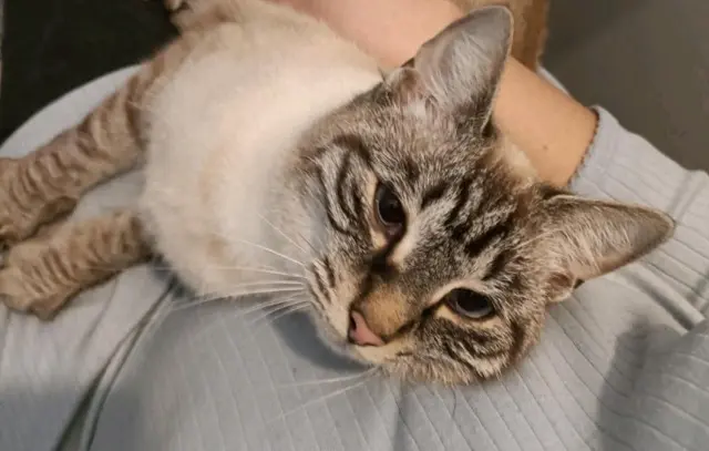 chatte lost   49110 Montrevault-sur-Èvre Praline