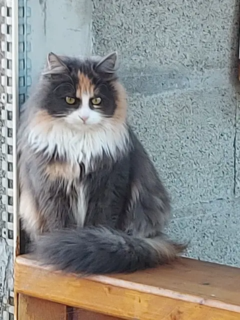 chatte lost   49110 Montrevault-sur-Èvre Sissi