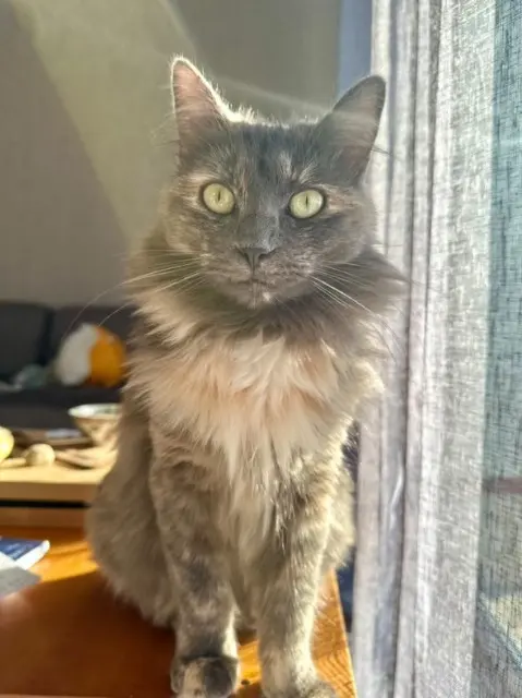 chatte lost   49110 Montrevault-sur-Èvre Suzume