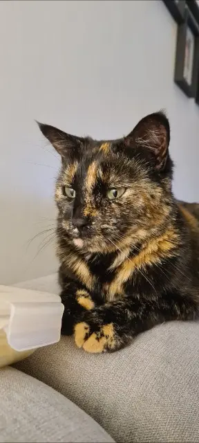 chatte lost   49070 Saint-Lambert-la-Potherie MOON