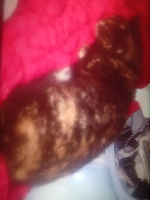 chatte lost   49170 La Possonnière Mystic