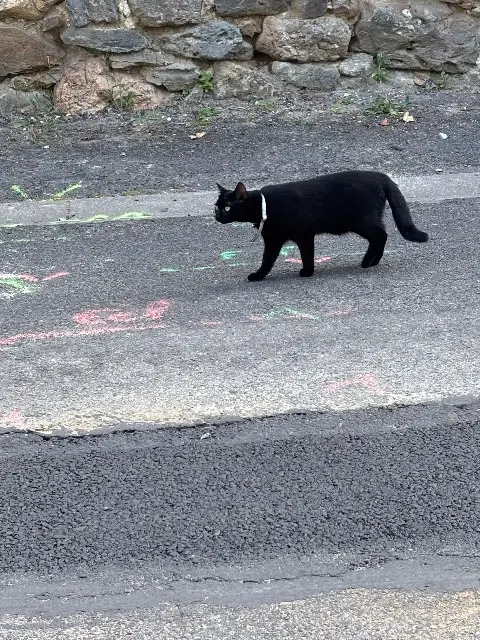 chatte lost   49400 Saumur Nala