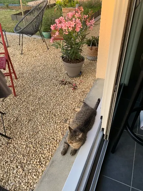 chatte lost   49700  Nickie