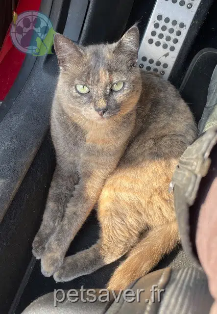 chatte lost   49440 Loiré Nixie