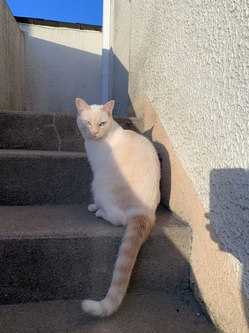 Chatte Perdue 49 Maine-et-Loire - Nopy Chatte Perdue 49 Maine-et-Loire - Nopy