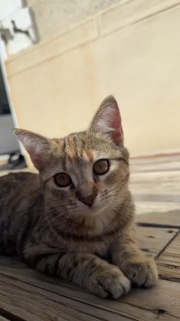 chatte lost   49490 Noyant-Villages Enna