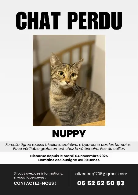 chatte lost   49190 Denée Nuppy