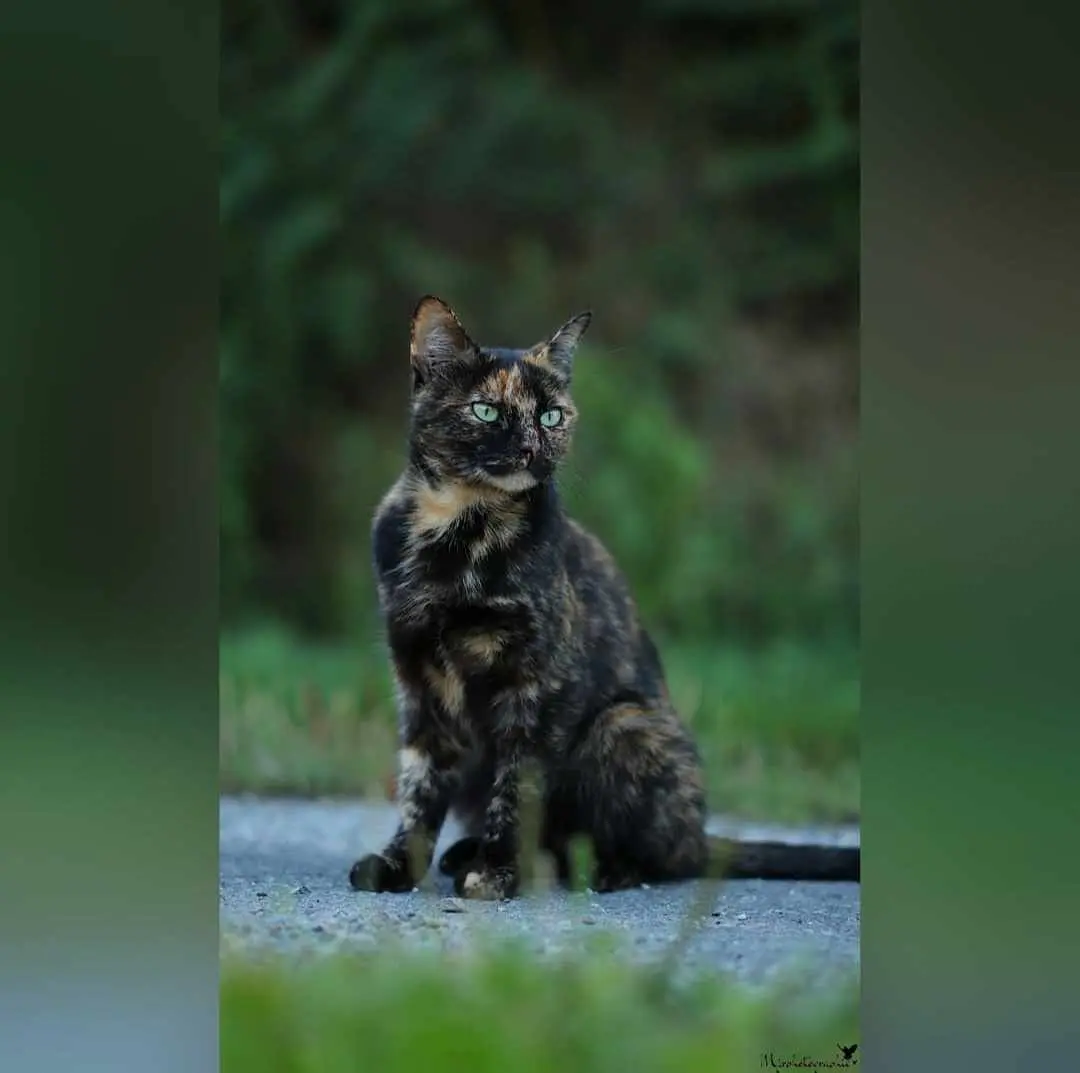 Chatte Perdue 49 Maine-et-Loire Ombrée d'Anjou Chatte Perdue 49 Maine-et-Loire Ombrée d'Anjou
