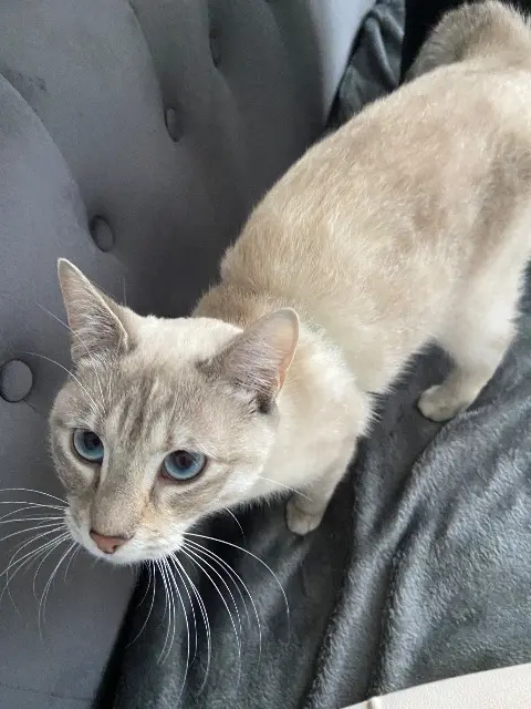 chatte lost    Orée d'Anjou Perle