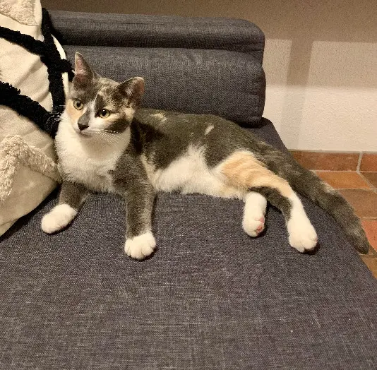 Chatte Perdue 49 Maine-et-Loire Orée d'Anjou - Vroum Chatte Perdue 49 Maine-et-Loire Orée d'Anjou - Vroum