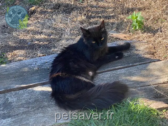 kat vermist 49330 Juvardeil Panache kat lost 49330 Juvardeil Panache