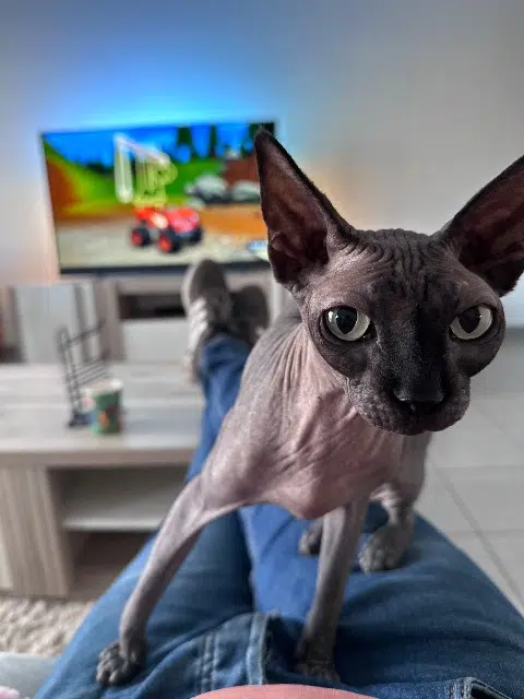 chatte lost   49240 Avrillé Paris