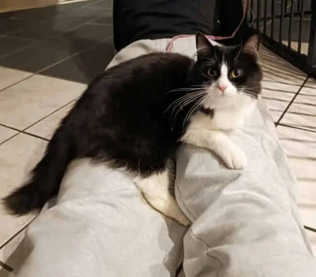 chatte lost    Erdre-en-Anjou Praline