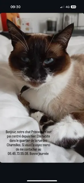 chatte lost   49070 Saint-Lambert-la-Potherie Princesse