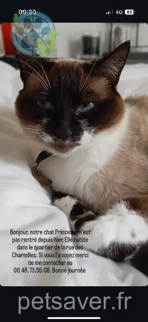 cat lost 49070 Saint-Lambert-la-Potherie Princesse cat lost 49070 Saint-Lambert-la-Potherie Princesse