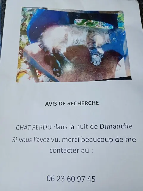 chatte lost   49400 Saumur Princesse