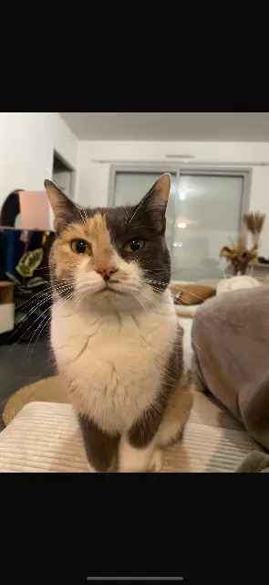 chatte perdue Ricotta chatte lost Ricotta