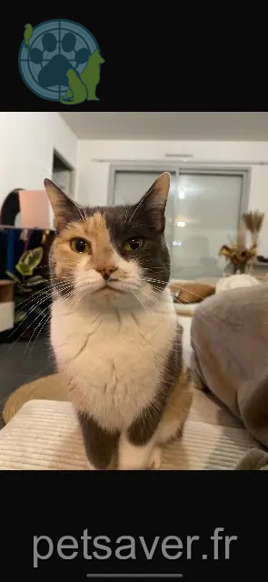 chatte perdue Ricotta chatte lost Ricotta