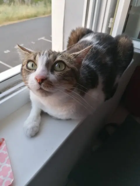 chatte perdue 49300 Cholet Ruby chatte lost 49300 Cholet Ruby