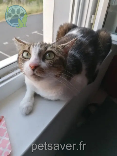 chatte perdue 49300 Cholet Ruby chatte lost 49300 Cholet Ruby