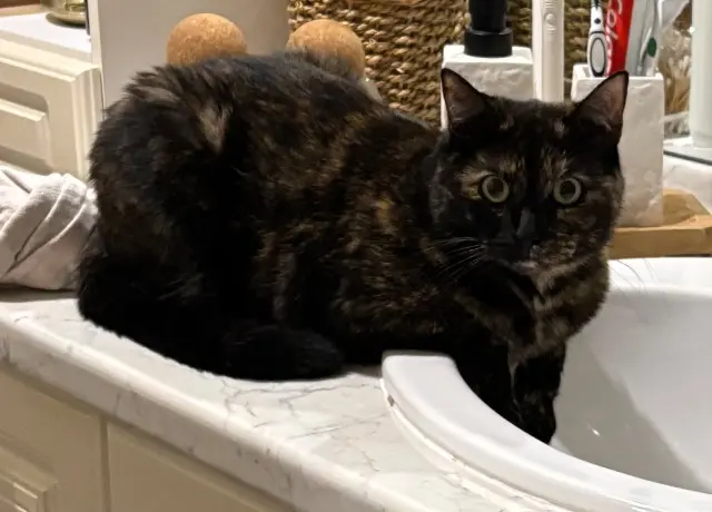 chatte lost    Erdre-en-Anjou Salamèche