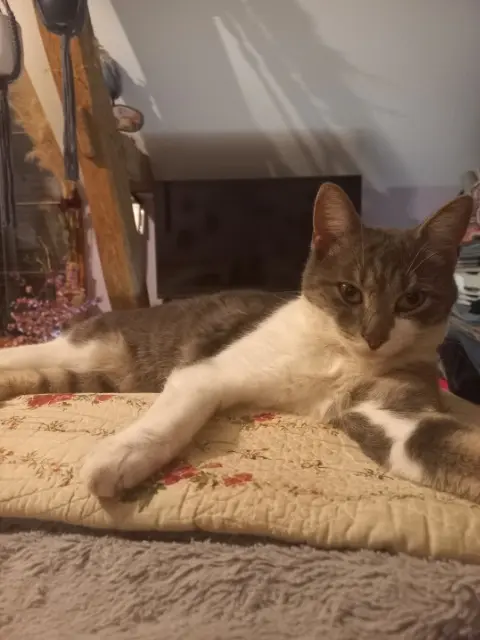 chatte lost   49610 Mûrs-Erigné Shelby