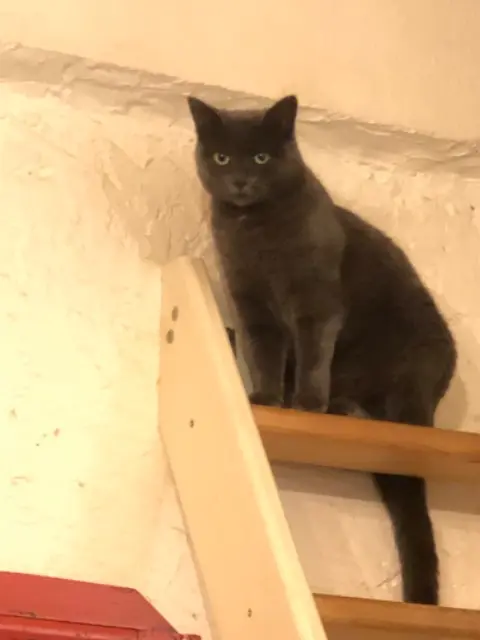 chatte lost   49000 Écouflant Suzie