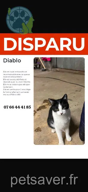 chatte lost    Sèvremoine Diablo