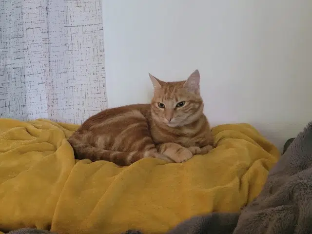 chatte lost    Sèvremoine Pirouette