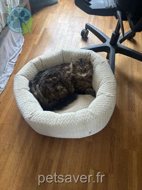 chatte lost     Taina