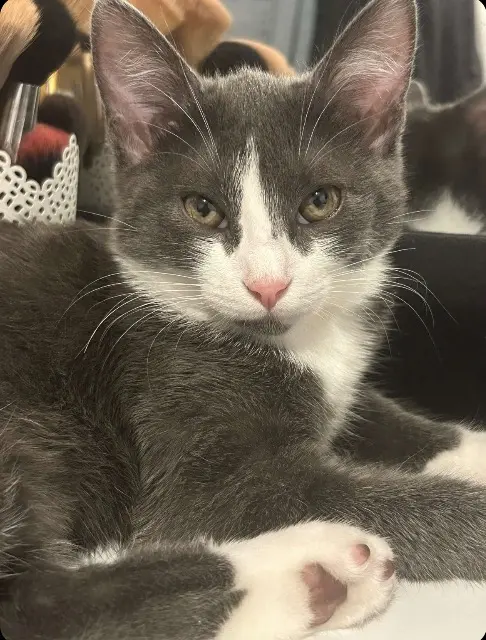 chatte lost    Terranjou Vanillee