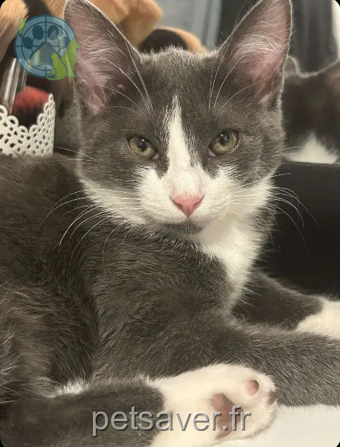 chatte perdue Terranjou Vanillee chatte lost Terranjou Vanillee